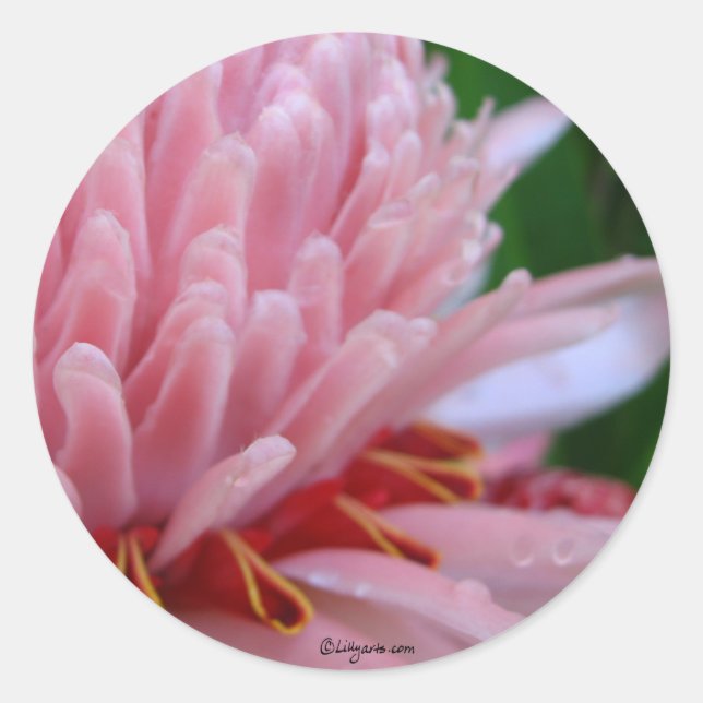Pink Torch Ginger Wedding Classic Round Sticker (Front)