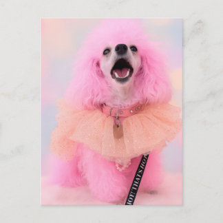 Pink Toy Poodle, Mozzarella The Poodle, Postcard