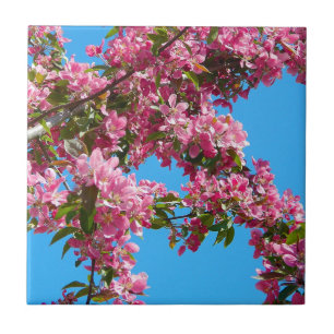 Pink Tree Blossom and Blue Sky Tile
