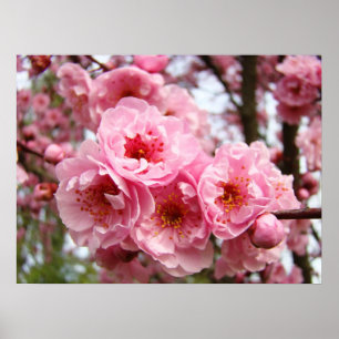 Pink Tree Blossoms Fine Art Prints Spring