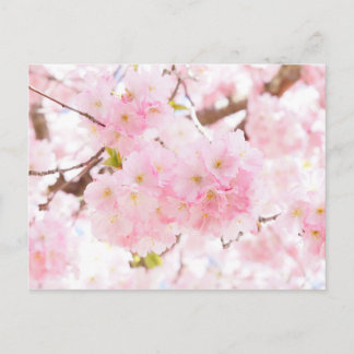 Pink Tree Cherry Blossom Postcard