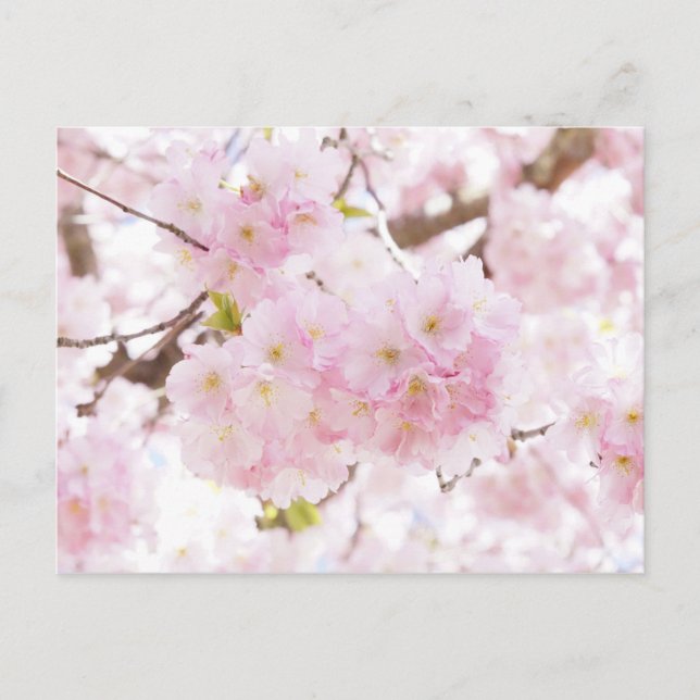 Pink Tree Cherry Blossom Postcard (Front)