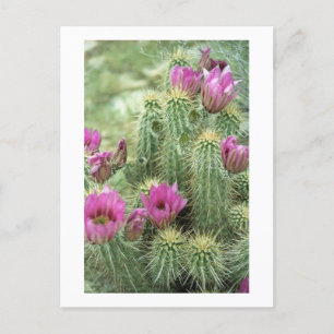 Pink Trill Bloom Cactus Arizona Photo Postcard