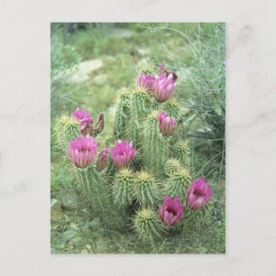 Pink Trill Desert Sonoran Arizona Photo Postcard