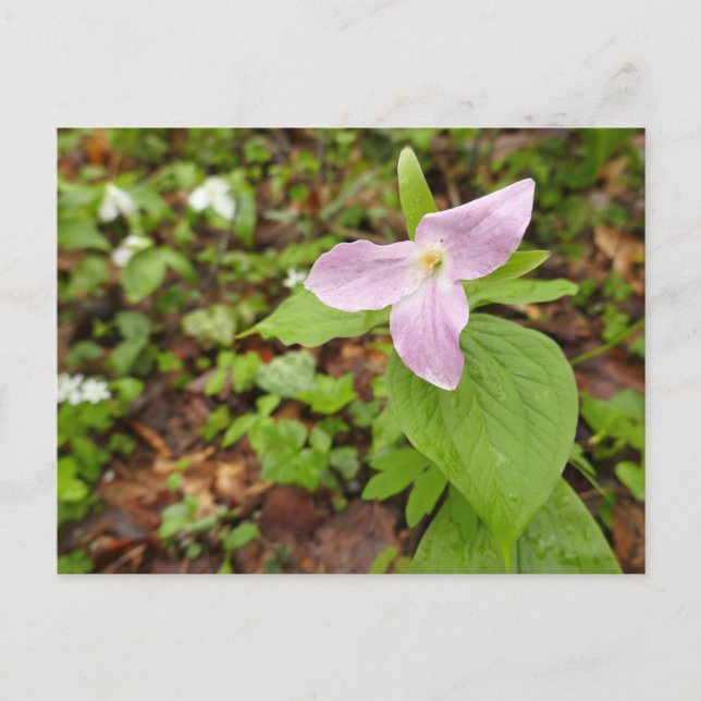 Pink Trillium Flower Postcard (Front)