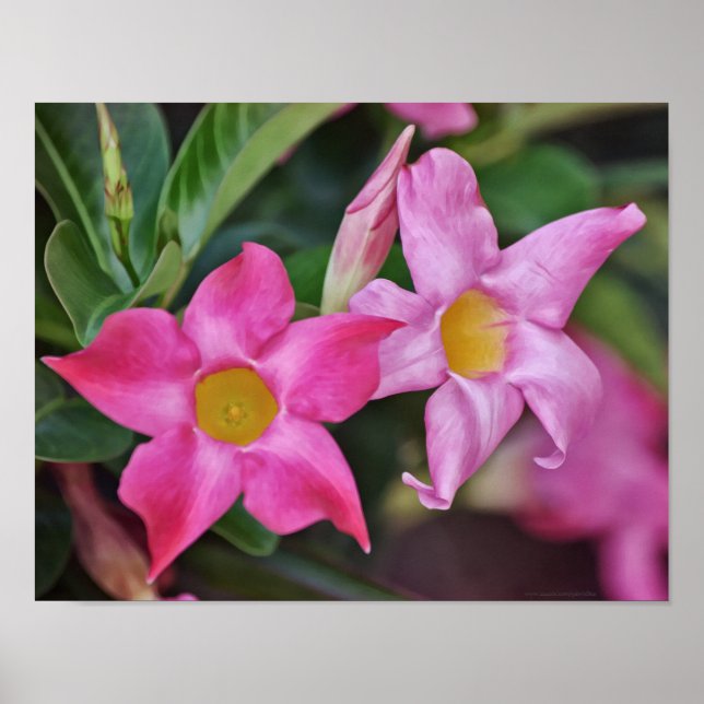 Pink Tropical Flowers Photographic Art Print (Front)