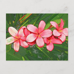 Pink Tropical Frangipani Art Postcard