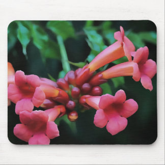 Pink Trumpet Honeysuckle Botanical Art Mouse Mat