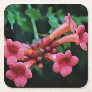 Pink Trumpet Honeysuckle Botanical Art Square Paper Coaster