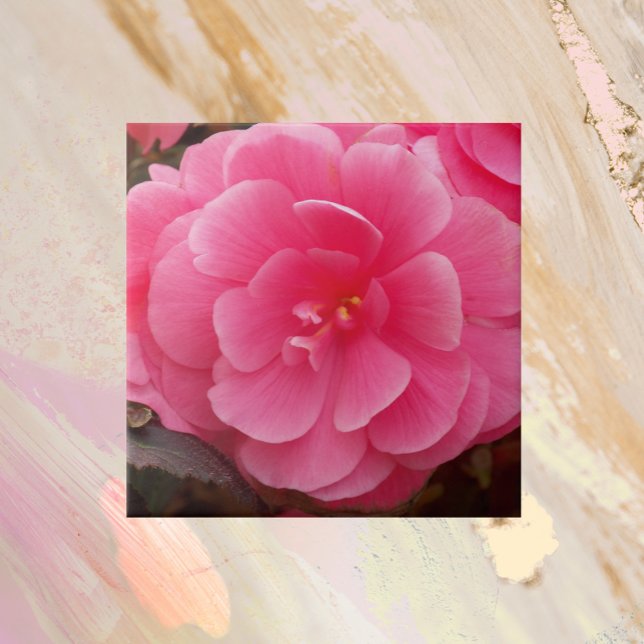 Pink Tuberous Begonia Floral Tile (In Situ)