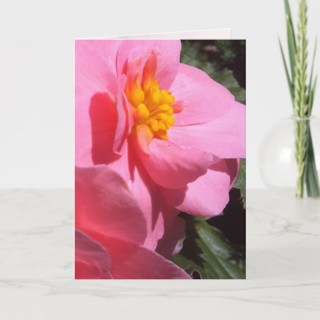 Pink Tuberous Begonia Greeting Card (Front)