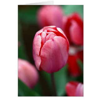 Pink tulip