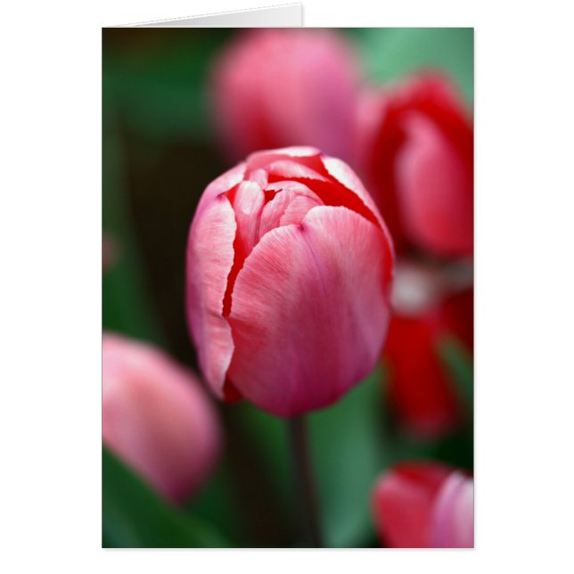 Pink tulip (Front)