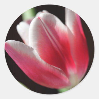 Pink Tulip Classic Round Sticker