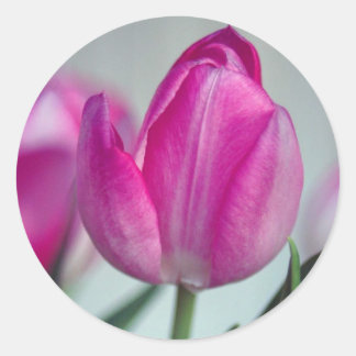 Pink tulip classic round sticker