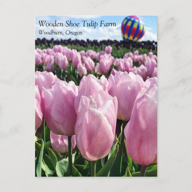 Pink Tulip Field with Hot Air Balloon, Oregon Post Postcard (Front)