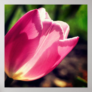 Pink Tulip Flower In Sunlight Close Up Poster