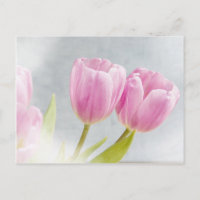 Pink Tulip Flower Petals