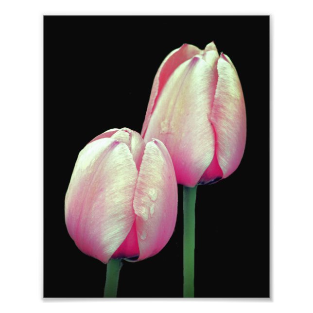 Pink Tulip Flowers 8x10 Photo Print (Front)