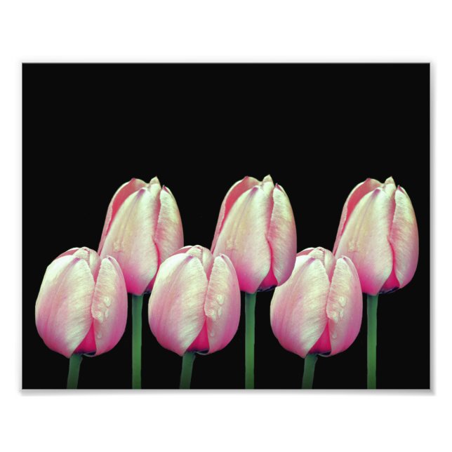 Pink Tulip Flowers 8x10 Photo Print (Front)