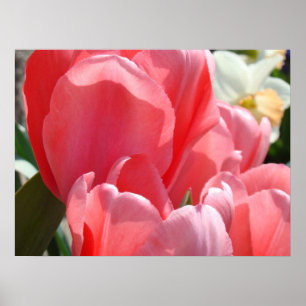 Pink Tulip Flowers Floral art prints Spring