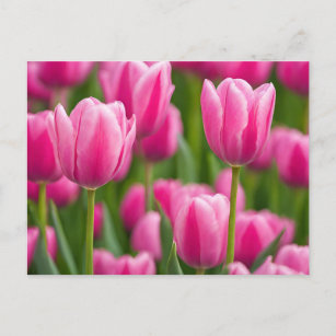Pink Tulip Flowers  Postcard