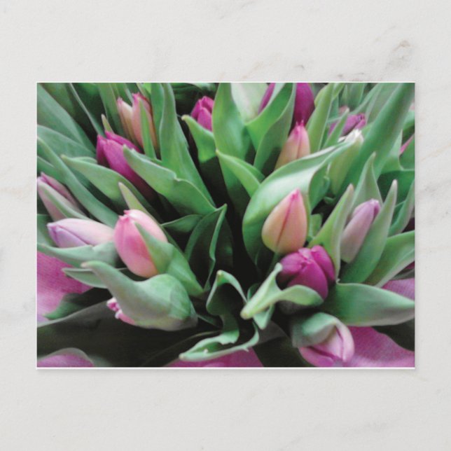 Pink tulip flowers postcard (Front)