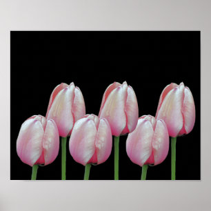 Pink Tulip Flowers Poster