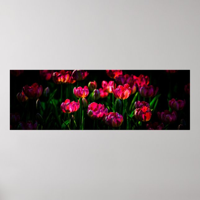 Pink tulip flowers poster (Front)