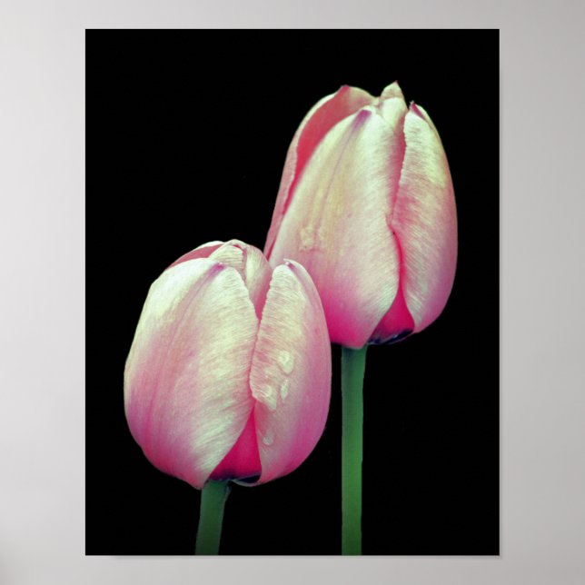 Pink Tulip Flowers Poster (Front)