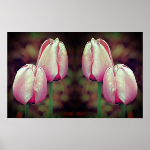 Pink Tulip Flowers Raindrops Mirrored Abstract Poster