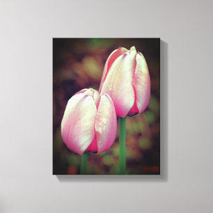 Pink Tulip Flowers With Raindrops Canvas Print