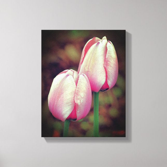 Pink Tulip Flowers With Raindrops  Canvas Print (Front)