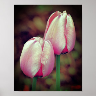 Pink Tulip Flowers With Raindrops Poster