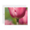 Pink Tulip Macro DSC0852