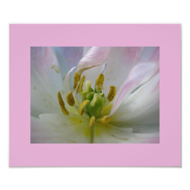 Pink Tulip Macro Photo Print (Front)