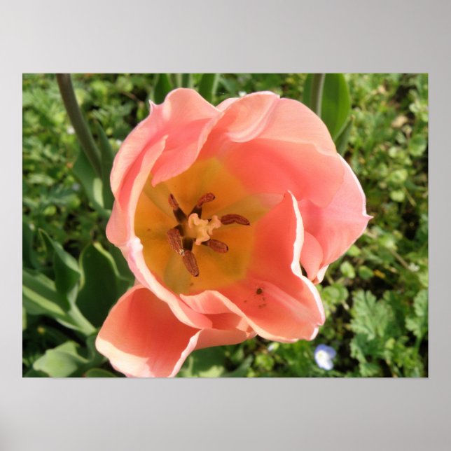 Pink Tulip Macro Print (Front)