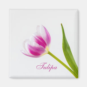 Pink Tulip  Magnet