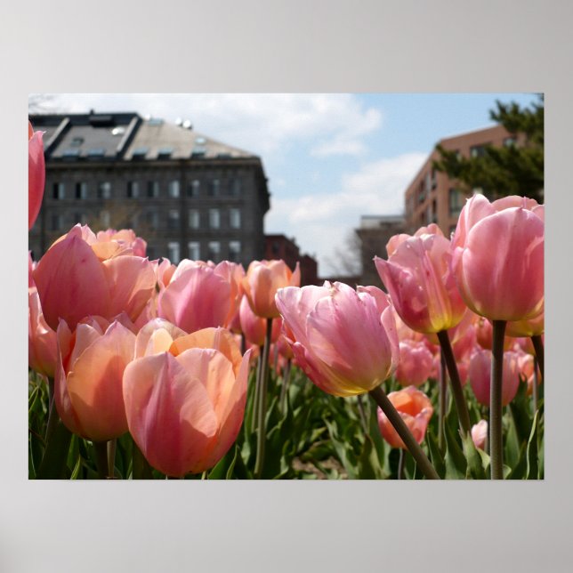 Pink Tulip North End Poster (Front)
