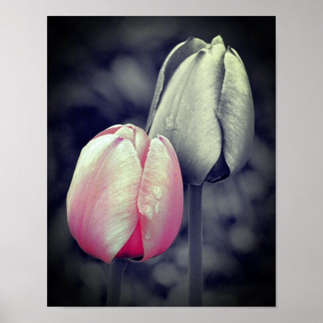 Pink Tulip Pair Black And White Partial Colour  Poster (Front)