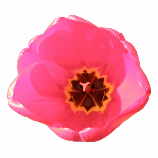 Pink Tulip Photo Sculpture (Front)