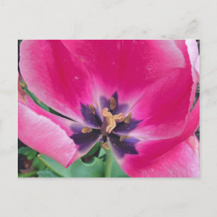 Pink Tulip Postcard