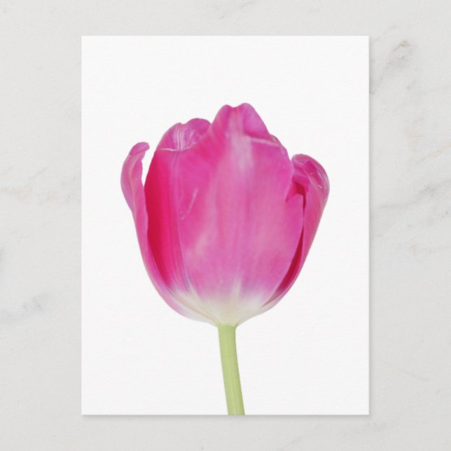 Pink Tulip Postcard (Front)