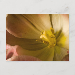 Pink Tulip Postcard