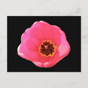 Pink Tulip Postcard