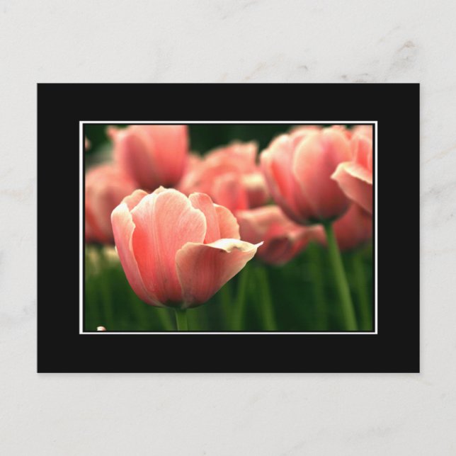 Pink Tulip Postcard! (with border) Postcard (Front)