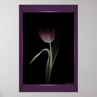 Pink Tulip Print