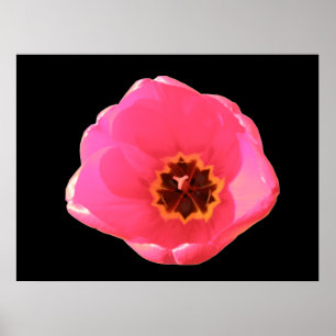 Pink Tulip Print