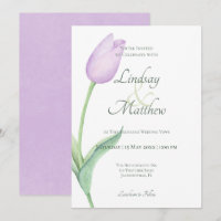 Pink Tulip Solo Purple Modern