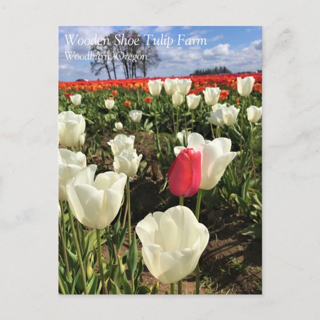 Pink Tulip Standing Out, Oregon Postcard (Front)